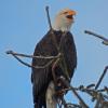 bald-eagle-adult-calling