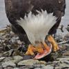 bald-eagle-adult-eating-chum-salmon-head