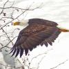 bald-eagle-adult-in-flight-2-at-cowee-creek