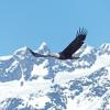 bald-eagle-adult-in-flight-with-mountains-4