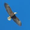 bald-eagle-adult-in-flight