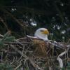 bald-eagle-adult-incubating-eggs