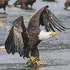 bald-eagle-adult-interacting-1