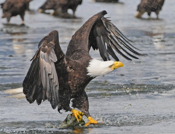 bald-eagle-adult-interacting-1