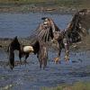 bald-eagle-adult-left-and-immature