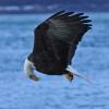 bald-eagle-adult-looking-at-fish