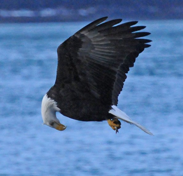 bald-eagle-adult-looking-at-fish
