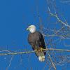 bald-eagle-adult-portrait