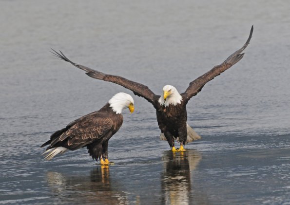 bald-eagle-adults-interacting-2