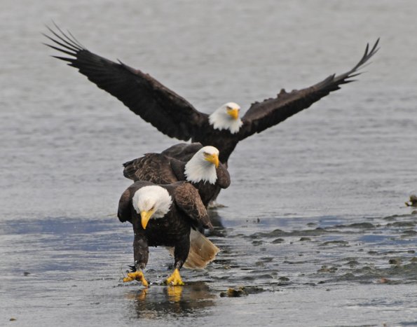 bald-eagle-adults-interacting-3