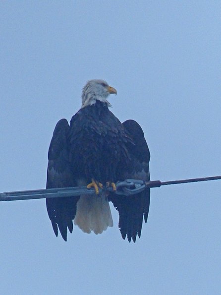 bald-eagle-drying-its-wings