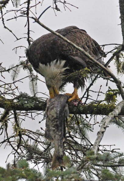 bald-eagle-eating-salmon-carcass-in-tree