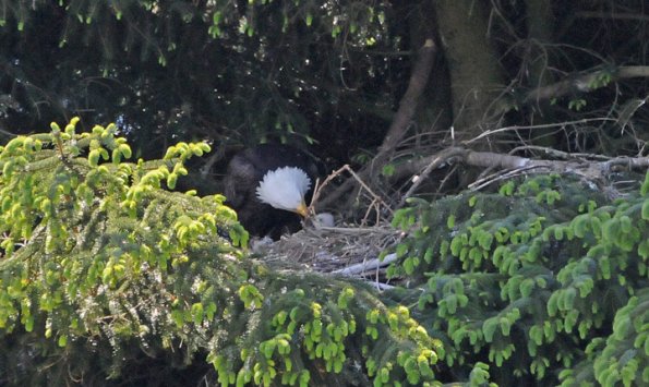bald-eagle-feeding-newborn
