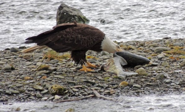 bald-eagle-feeding-on-chum-salmon