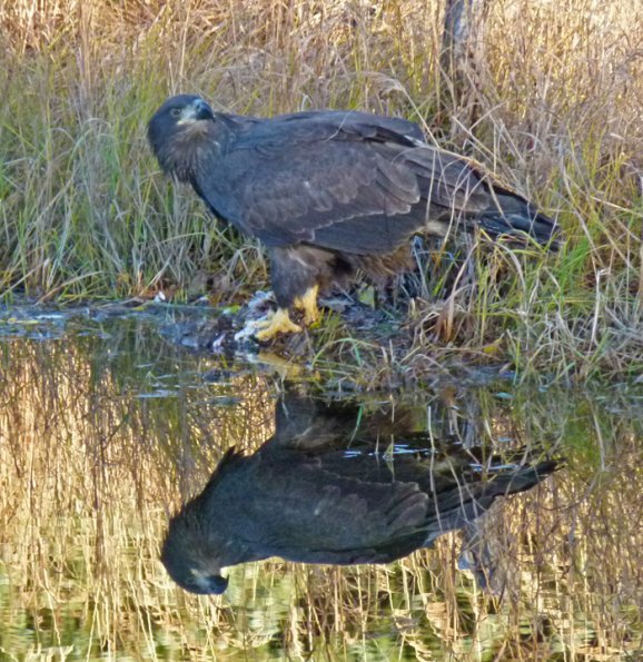 bald-eagle-immature-and-reflection