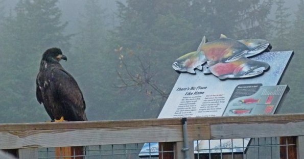 bald-eagle-immature-and-salmon-sign-1
