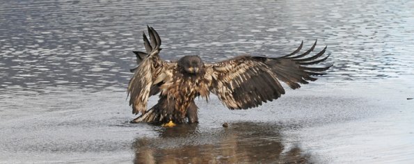bald-eagle-immature-bathing-2