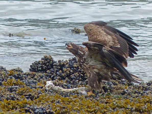 bald-eagle-immature-defending-food