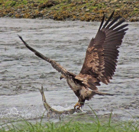 bald-eagle-immature-with-chum-salmon
