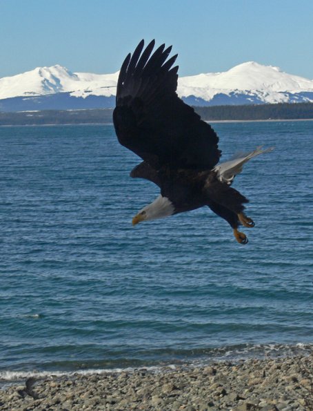 bald-eagle-in-dive-with-mountains