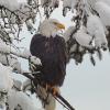 bald-eagle-in-the-snow