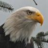bald-eagle-iso-800-rain