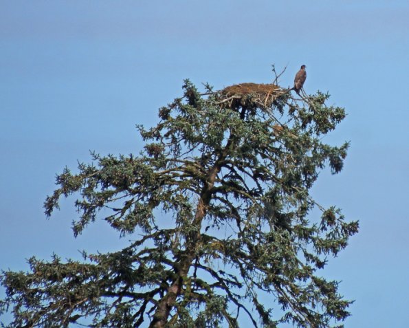 bald-eagle-nest-with-young-pack-creek