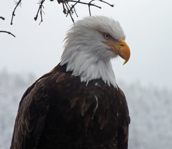 bald-eagle-portrait