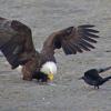 bald-eagle-takes-sand-lance-from-crow