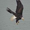 bald-eagle-with-sandlance