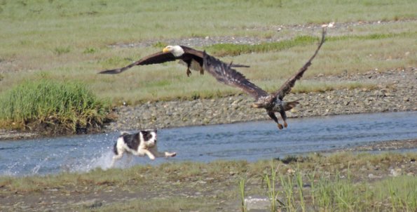 bald-eagles-being-chased-by-a-dog