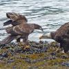 bald-eagles-immature-and-adult-interacting