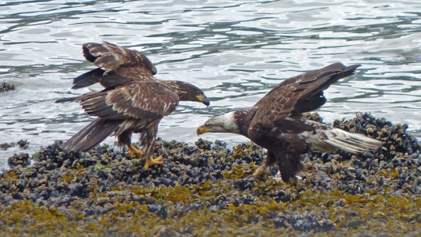 bald-eagles-immature-and-adult-interacting