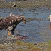 bald-eagles-immature-left-with-chum-salmon