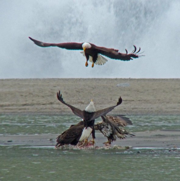 bald-eagles-interacting-nugget-falls