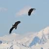 bald-eagles-interacting-yakutat