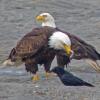bald-eagles-northwestern-crow-pacific-sand-lance