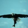 eagle-with-salmon