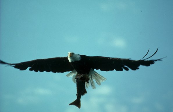 eagle-with-salmon