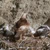 golden-eagle-at-nest-with-young