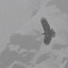 golden-eagle-hunting-in-the-fog