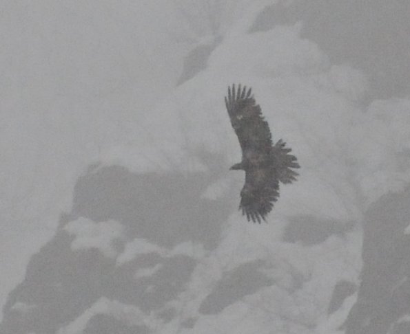 golden-eagle-hunting-in-the-fog