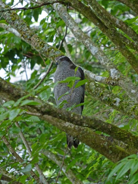 northern-goshawk-adult-2