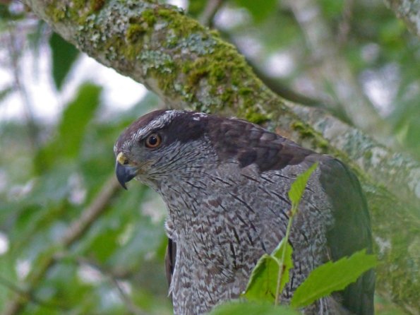northern-goshawk-adult-portrait