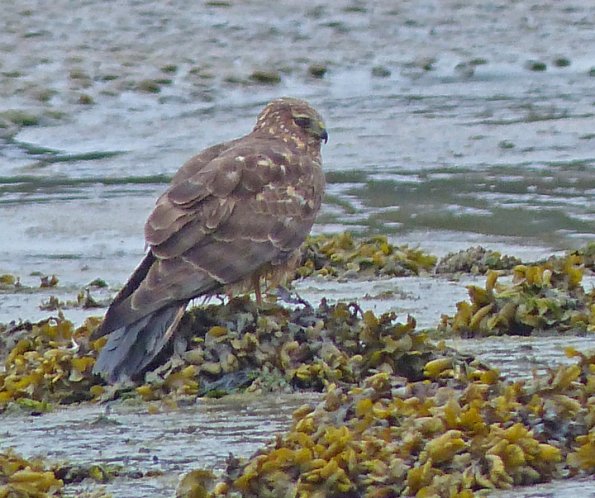 northern-harrier-female-glacier-bay-n.p.