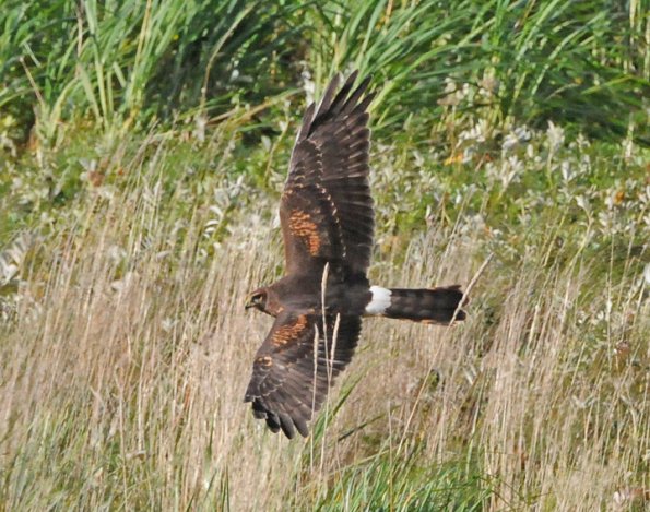 northern-harrier-female-hunting