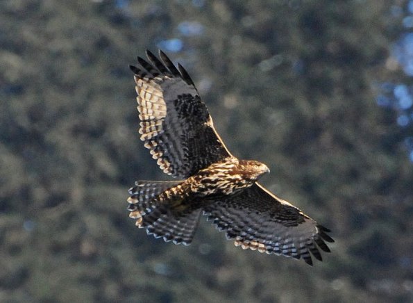 red-tailed-hawk-harlan-s-form