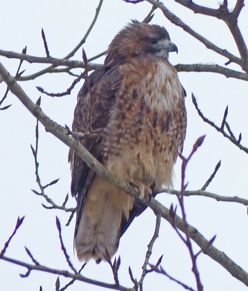red-tailed-hawk-temsco-nov.-20-2013
