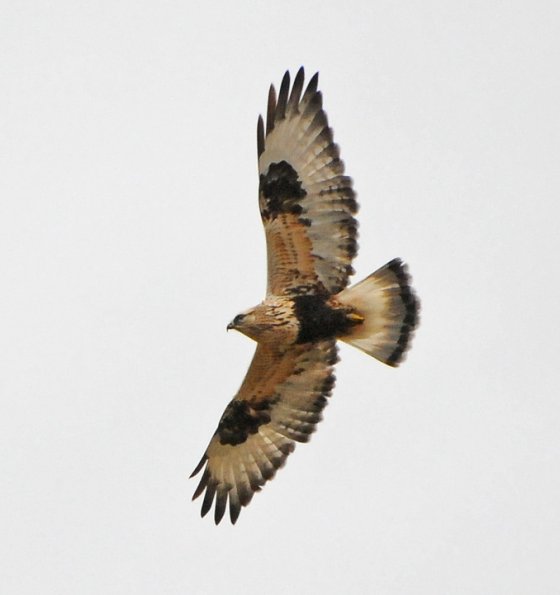 rough-legged-hawk-light-phase