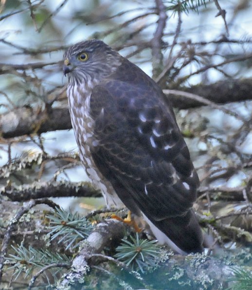 sharp-shinned-hawk-immature_1317922635